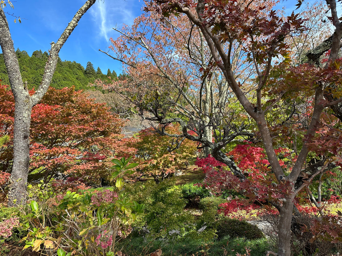 L'autunno nella medicina orientale