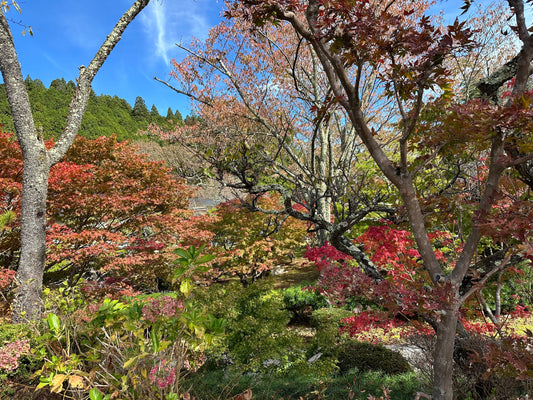 L'autunno nella medicina orientale