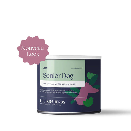 Canine Senior Dog